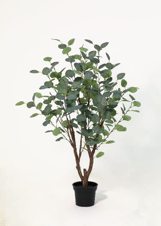 Eucalyptus, a floor-standing tree, 100 cm overall, photographed on a plain pale ground