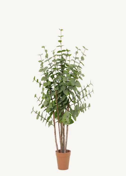 Eucalyptus, a floor-standing tree, 103 cm overall with a 16 cm pot, photographed on a plain pale ground