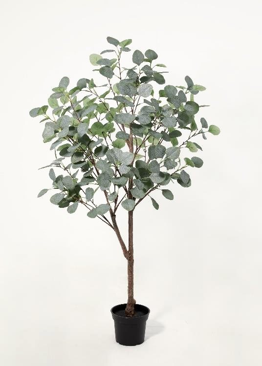 Eucalyptus, a floor-standing tree, 125 cm overall, photographed on a plain pale ground