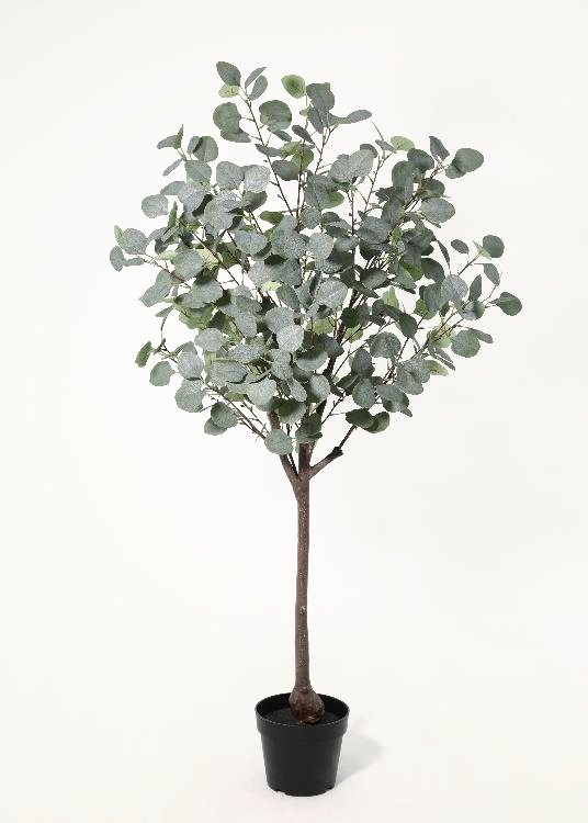 Eucalyptus, a floor-standing tree, 152 cm overall, photographed on a plain pale ground