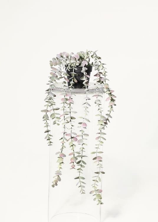 Eucalyptus, a floor-standing tree, 155 cm overall, photographed on a plain pale ground