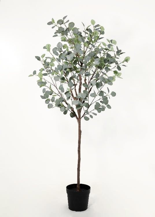 Eucalyptus, a floor-standing tree, 184 cm overall, photographed on a plain pale ground