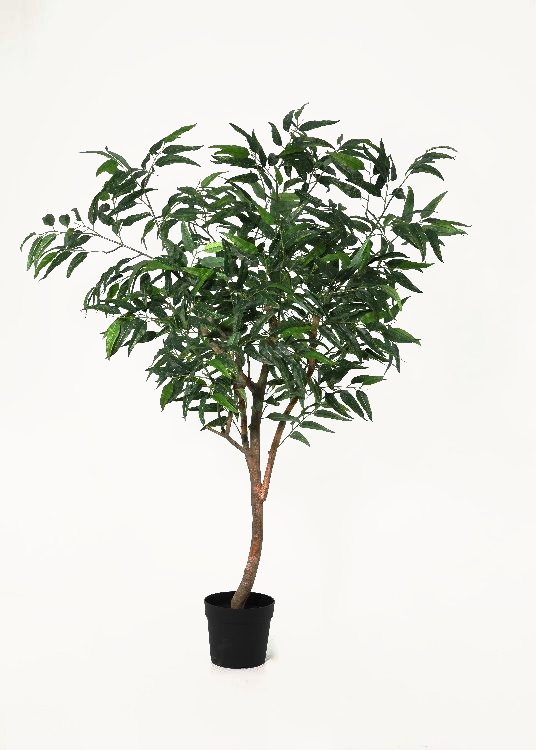 Eucalyptus, a floor-standing tree, 185 cm overall with a 23 cm pot, photographed on a plain pale ground