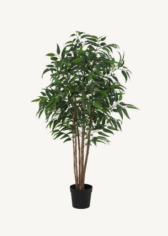 Eucalyptus, a floor-standing tree, 190 cm overall with a 23 cm pot, photographed on a plain pale ground