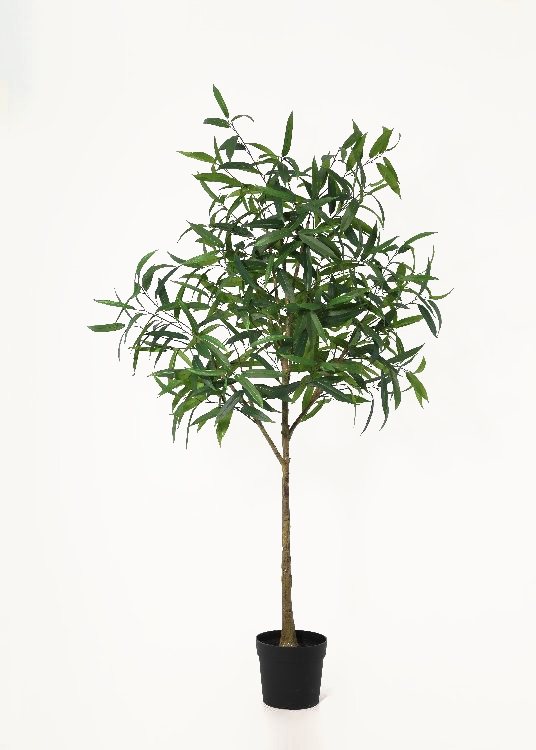 Eucalyptus, a floor-standing tree, 196 cm overall with a 23 cm pot, photographed on a plain pale ground