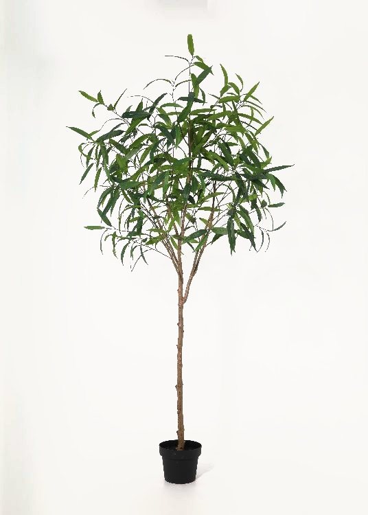 Eucalyptus, a floor-standing tree, 218 cm overall with a 21 cm pot, photographed on a plain pale ground