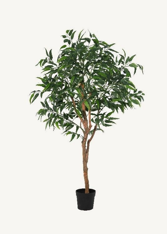 Eucalyptus, a floor-standing tree, 220 cm overall with a 23 cm pot, photographed on a plain pale ground