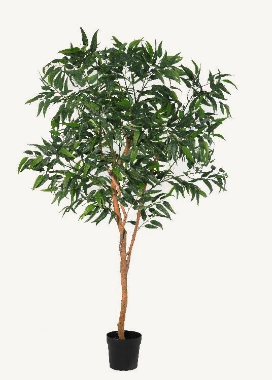 Eucalyptus, a floor-standing tree, 230 cm overall with a 23 cm pot, photographed on a plain pale ground