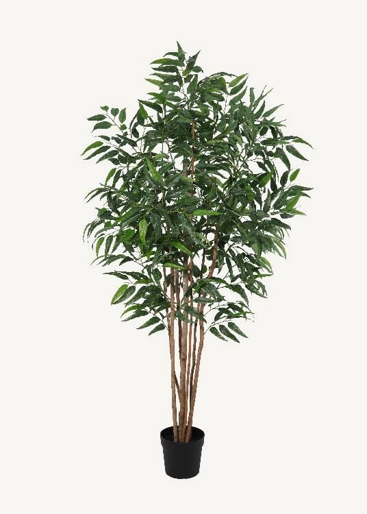 Eucalyptus, a floor-standing tree, 235 cm overall with a 23 cm pot, photographed on a plain pale ground
