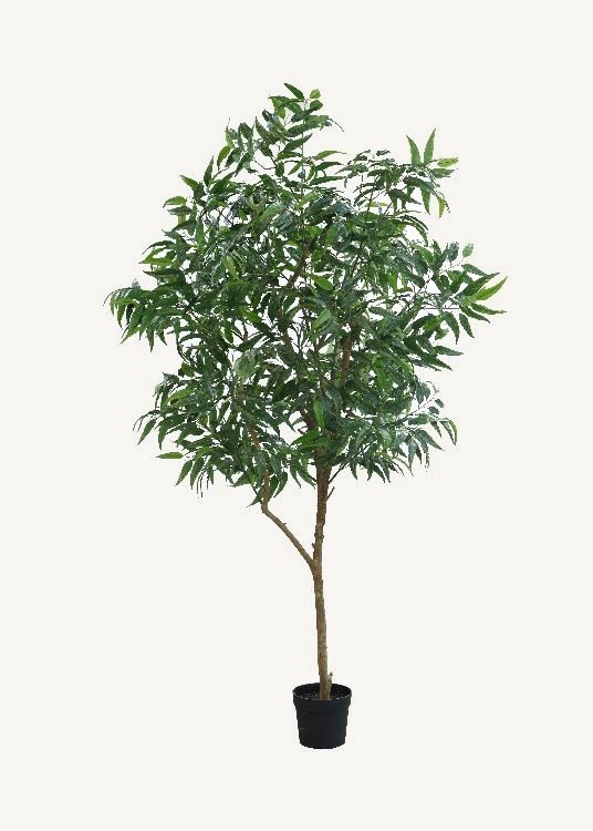 Eucalyptus, a floor-standing tree, 255 cm overall with a 23 cm pot, photographed on a plain pale ground