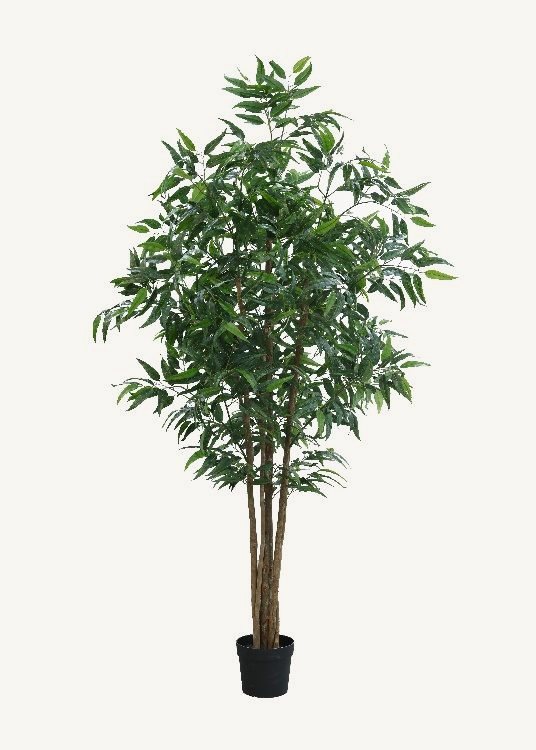 Eucalyptus, a floor-standing tree, 260 cm overall with a 23 cm pot, photographed on a plain pale ground