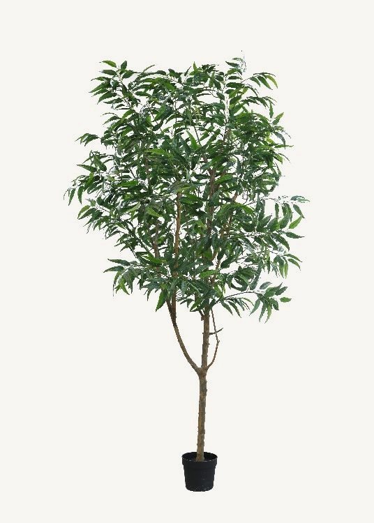 Eucalyptus, a floor-standing tree, 290 cm overall with a 23 cm pot, photographed on a plain pale ground