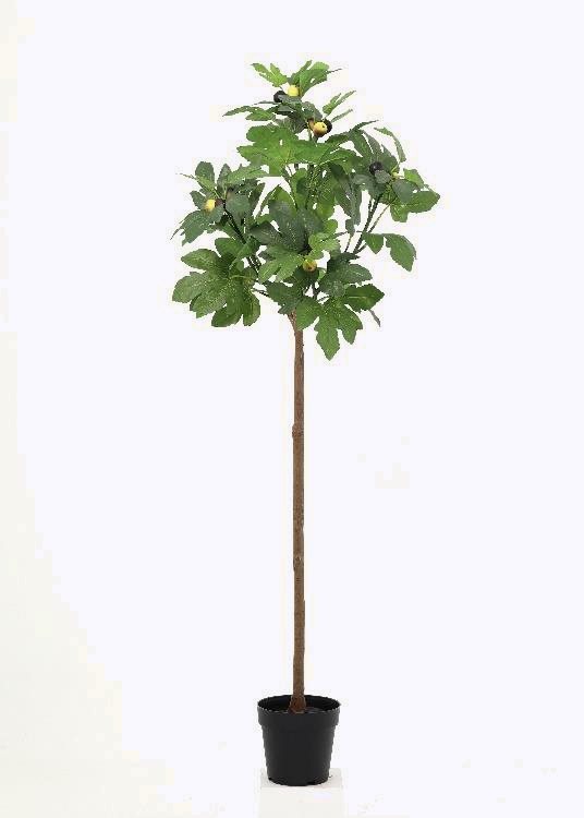 Fig Tree, a floor-standing tree, 157 cm overall, photographed on a plain pale ground