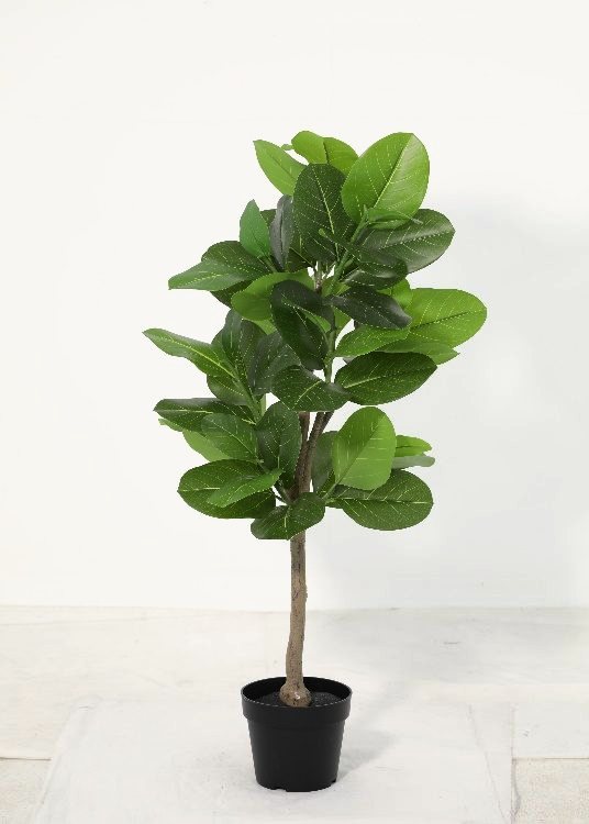 Ficus, a floor-standing tree, 115 cm overall, photographed on a plain pale ground