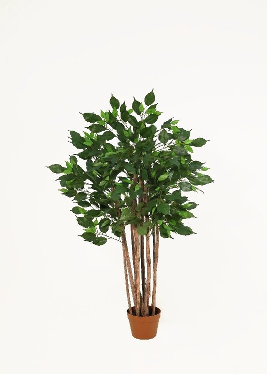 Ficus, a floor-standing tree, 125 cm overall with a 16 cm pot, photographed on a plain pale ground