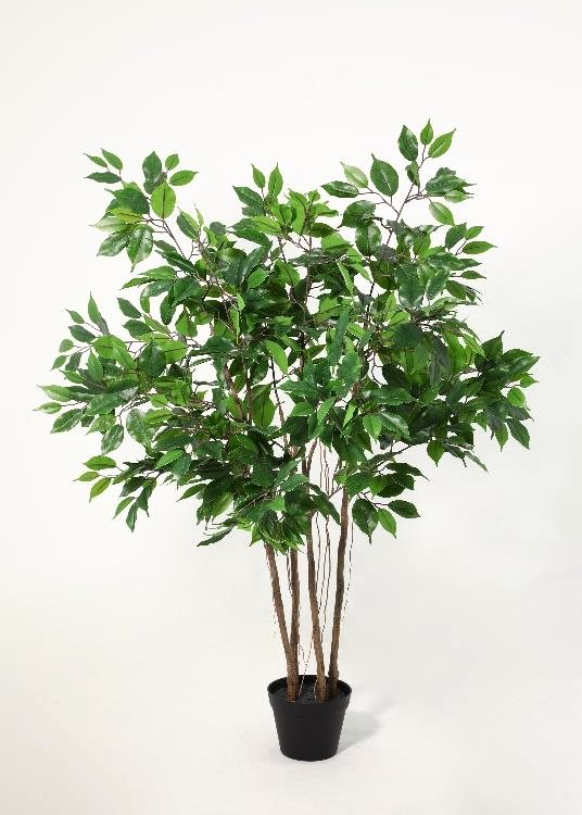 Ficus, a floor-standing tree, 128 cm overall, photographed on a plain pale ground