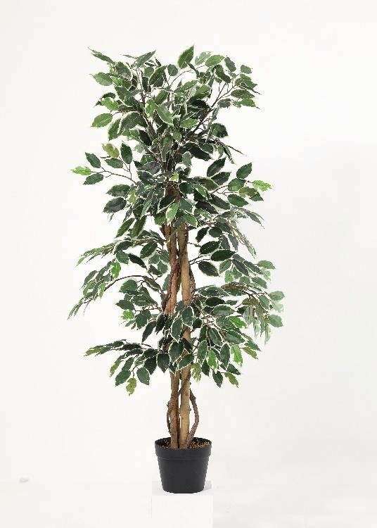 Ficus, a floor-standing tree, 130 cm overall, photographed on a plain pale ground