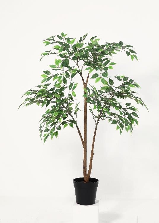 Ficus, a floor-standing tree, 135 cm overall, photographed on a plain pale ground