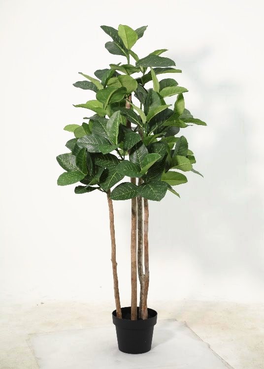 Ficus, a floor-standing tree, 150 cm overall, photographed on a plain pale ground