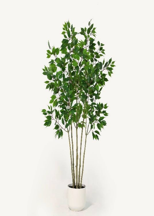 Ficus, a floor-standing tree, 150 cm overall, photographed on a plain pale ground