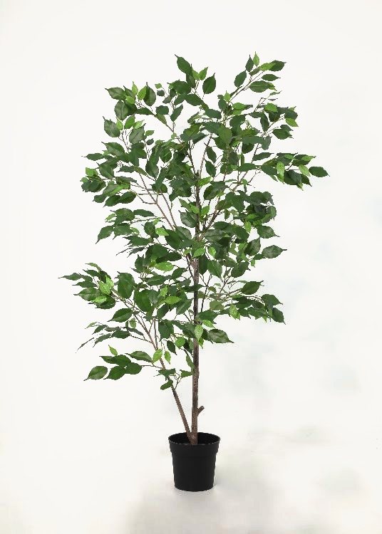 Ficus, a floor-standing tree, 160 cm overall with a 19 cm pot, photographed on a plain pale ground