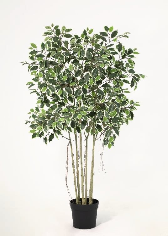 Ficus, a floor-standing tree, 168 cm overall, photographed on a plain pale ground
