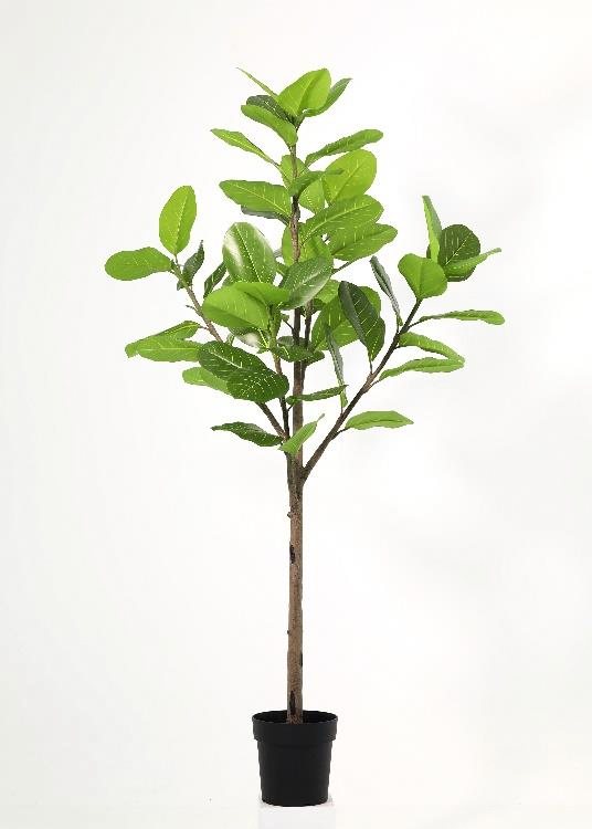 Ficus, a floor-standing tree, 168 cm overall, photographed on a plain pale ground
