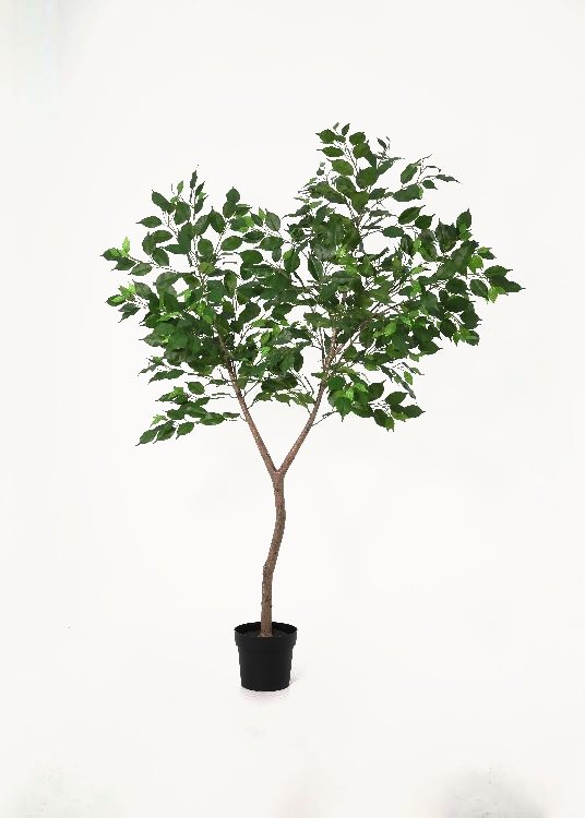 Ficus, a floor-standing tree, 190 cm overall with a 21 cm pot, photographed on a plain pale ground