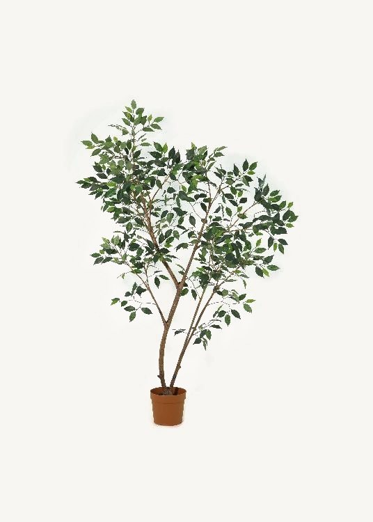 Ficus, a floor-standing tree, 210 cm overall with a 23 cm pot, photographed on a plain pale ground
