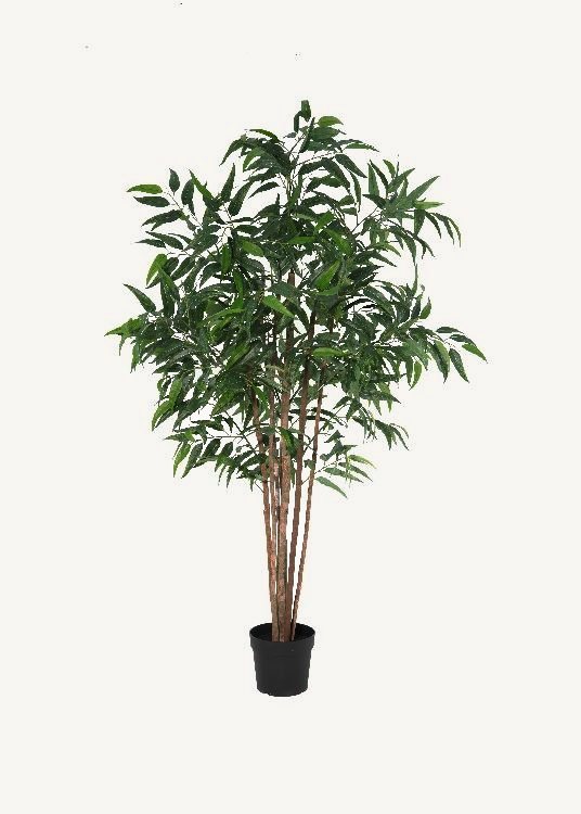 Ficus, a floor-standing tree, 210 cm overall with a 23 cm pot, photographed on a plain pale ground