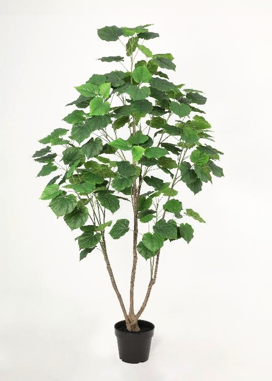 Ficus, a floor-standing tree, 212 cm overall, photographed on a plain pale ground