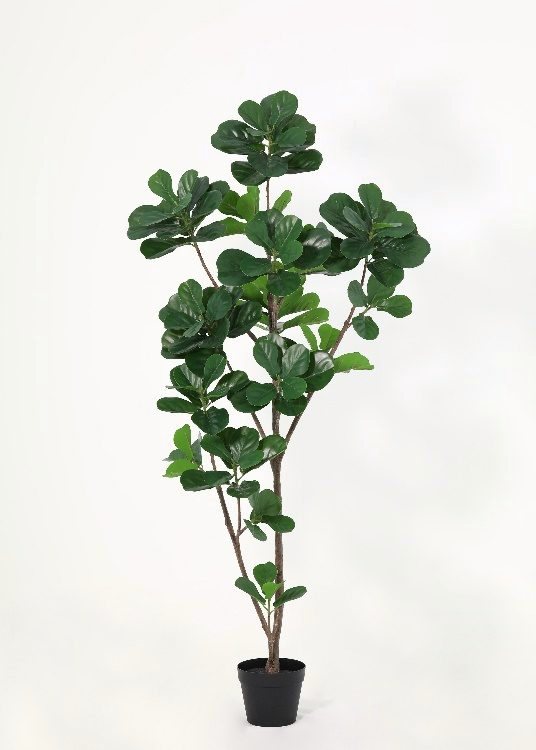 Fiddle-Leaf Fig, a floor-standing tree, 146 cm overall, photographed on a plain pale ground