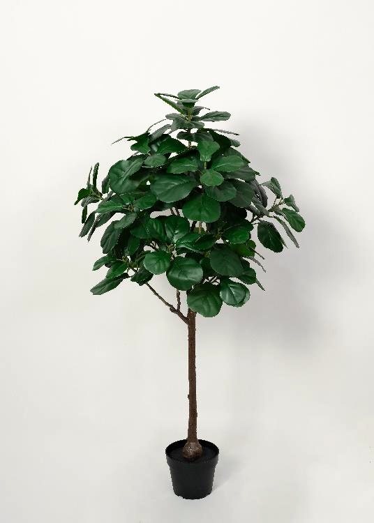 Fiddle-Leaf Fig, a floor-standing tree, 150 cm overall, photographed on a plain pale ground