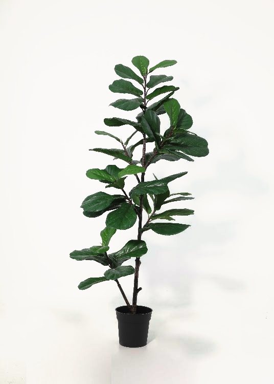 Fiddle-Leaf Fig, a floor-standing tree, 156 cm overall with a 19 cm pot, photographed on a plain pale ground