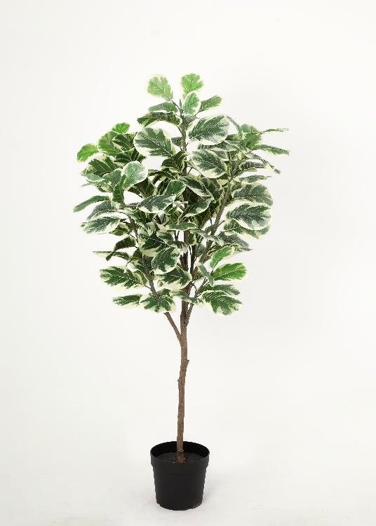Fiddle-Leaf Fig, a floor-standing tree, 170 cm overall, photographed on a plain pale ground