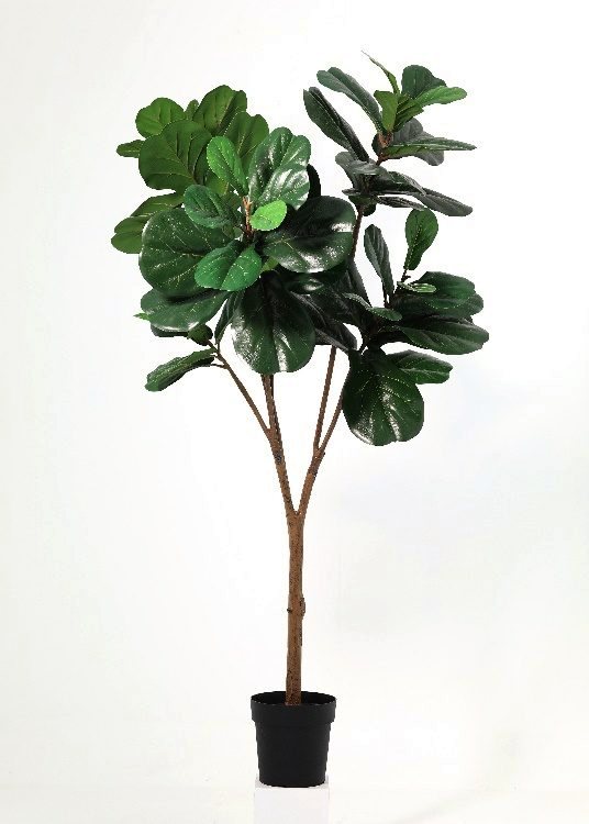 Fiddle-Leaf Fig, a floor-standing tree, 170 cm overall, photographed on a plain pale ground
