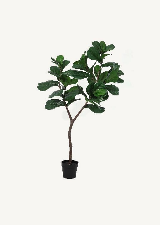 Fiddle-Leaf Fig, a floor-standing tree, 175 cm overall with a 21 cm pot, photographed on a plain pale ground