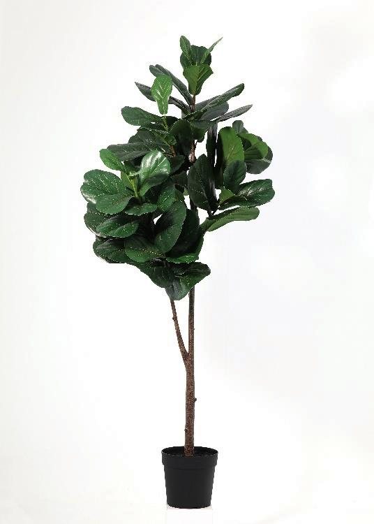 Fiddle-Leaf Fig, a floor-standing tree, 180 cm overall, photographed on a plain pale ground