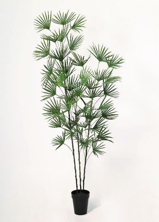 Fan Palm, a floor-standing tree, 115 cm overall, photographed on a plain pale ground