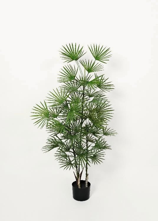Fan Palm, a floor-standing tree, 141 cm overall, photographed on a plain pale ground