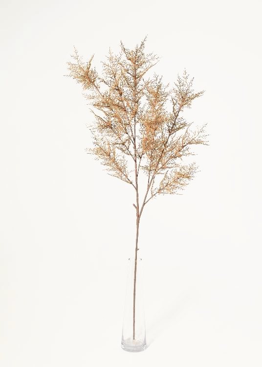 Fern, brown, a potted plant, 103 cm overall, photographed on a plain pale ground