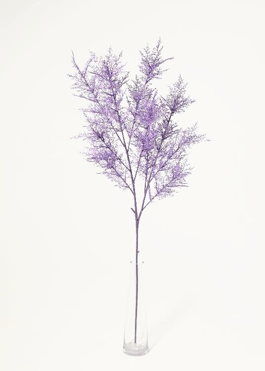 Fern, purple, a potted plant, 103 cm overall, photographed on a plain pale ground