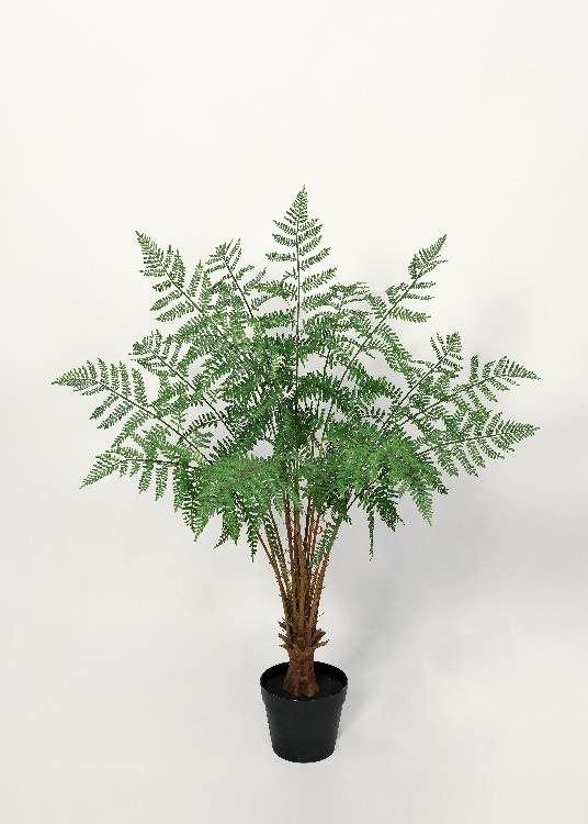 Fern, a potted plant, 110 cm overall, photographed on a plain pale ground