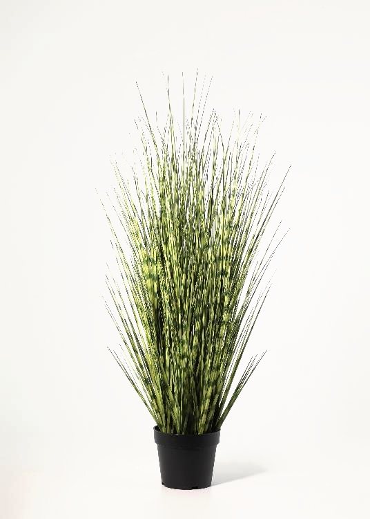 Ornamental Grass, a potted plant, 125 cm overall, photographed on a plain pale ground