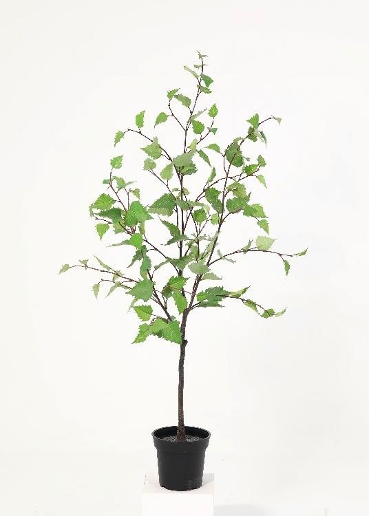 Hornbeam, a floor-standing tree, 108 cm overall, photographed on a plain pale ground