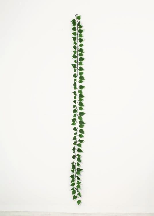 Ivy Garland, a potted plant, 208 cm overall, photographed on a plain pale ground