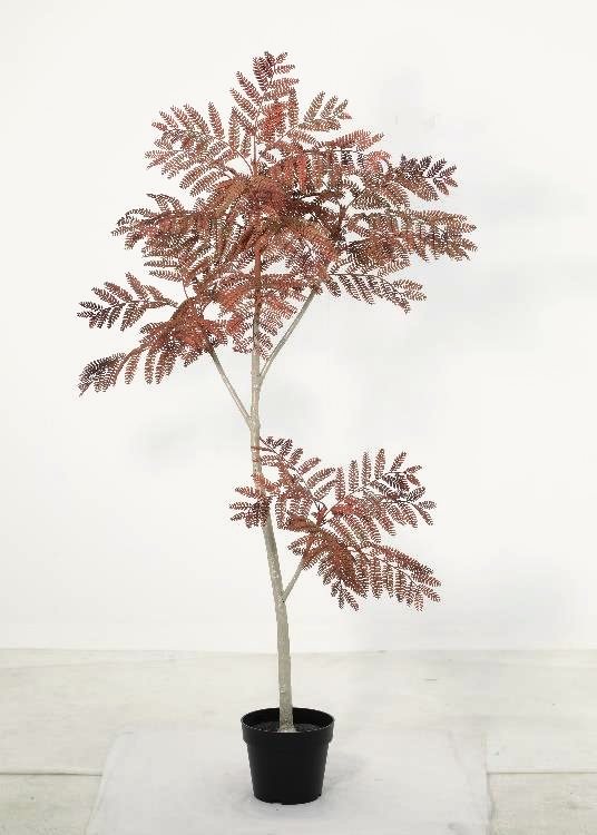 Jacaranda, rust, a floor-standing tree, 155 cm overall, photographed on a plain pale ground