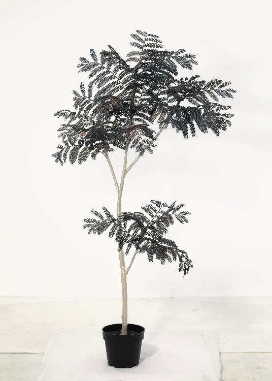 Jacaranda, slate, a floor-standing tree, 155 cm overall, photographed on a plain pale ground