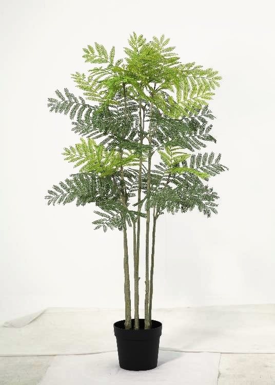 Jacaranda, a floor-standing tree, 160 cm overall, photographed on a plain pale ground