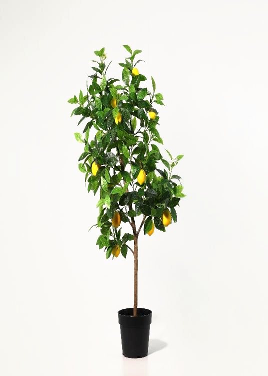 Lemon Tree, a floor-standing tree, 116 cm overall, photographed on a plain pale ground